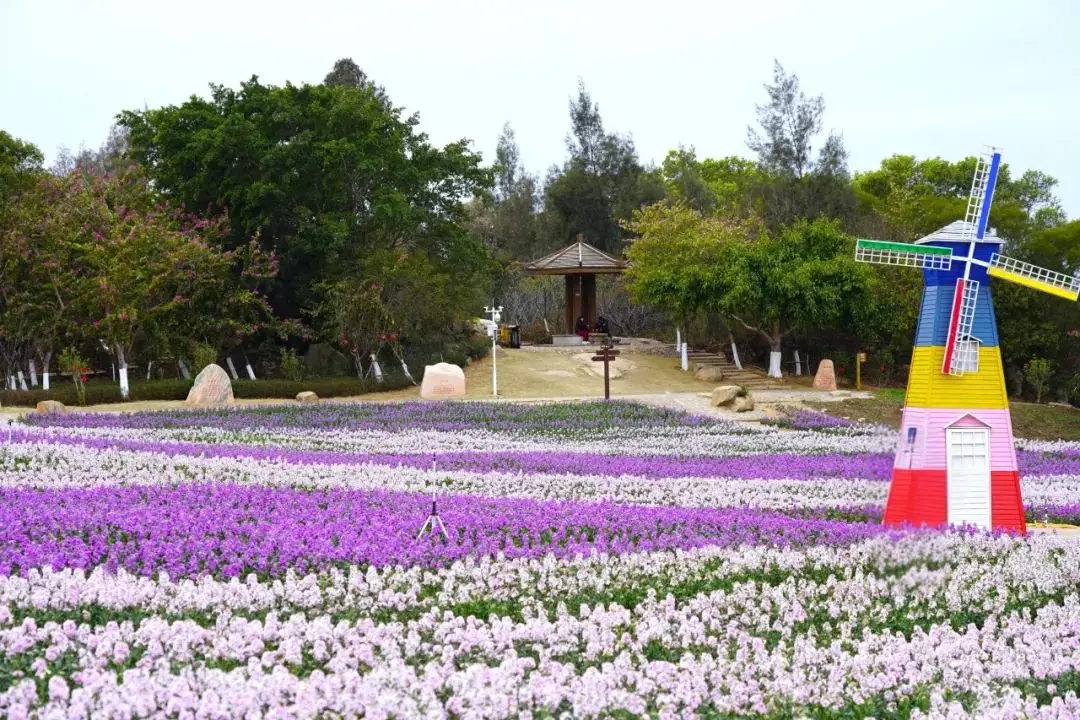 廈門賞花季節 廈門賞花季節